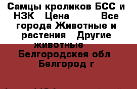 Самцы кроликов БСС и НЗК › Цена ­ 400 - Все города Животные и растения » Другие животные   . Белгородская обл.,Белгород г.